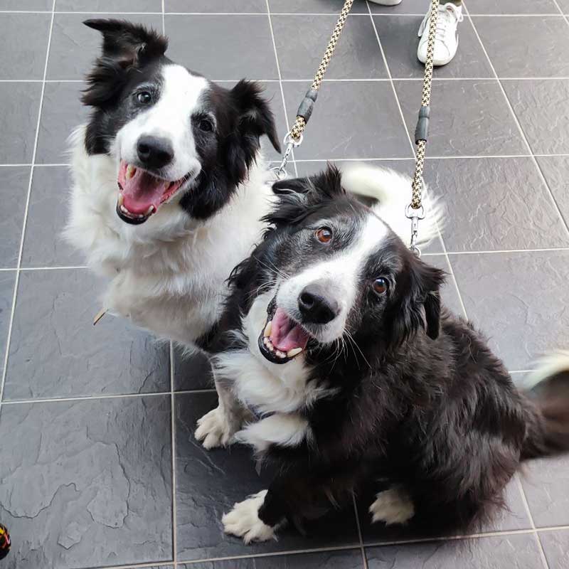 Dynamic doggy duo Shadow and Shep