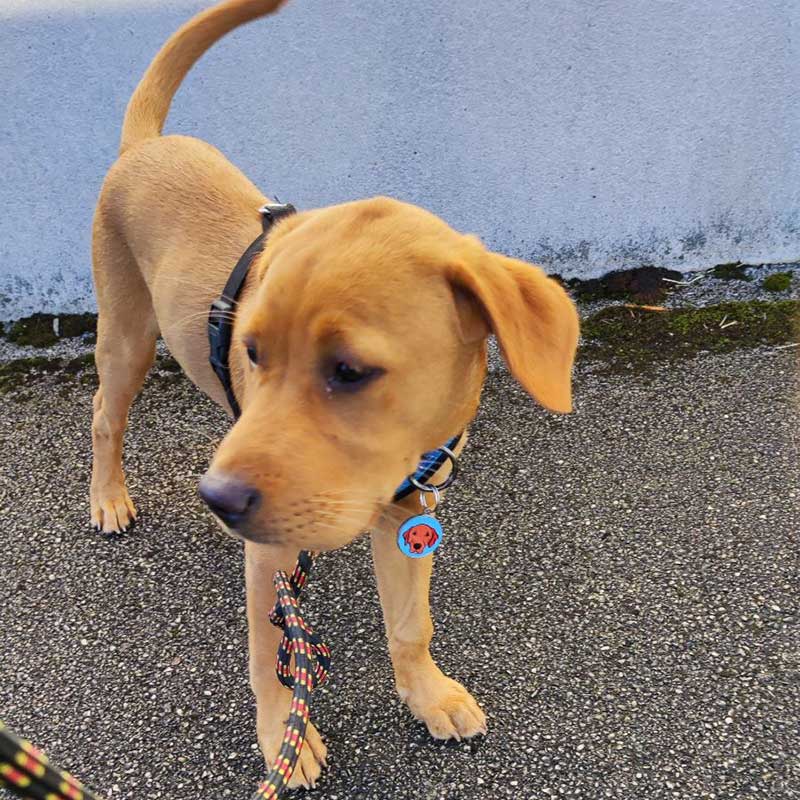 A round-up of pets: We met up with playful puppy Walter in Oxfordshire for his journey to the South of France. He needs to grow into those ears and paws!