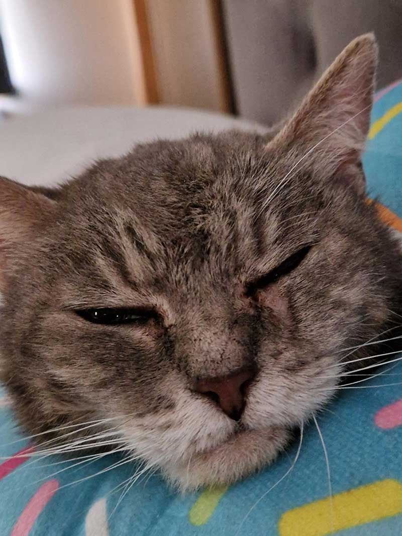 A round-up of pets: Adorable Kitty
