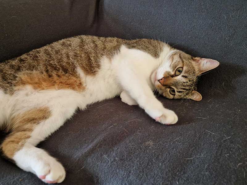 A round-up of pets: Berta, the intrepid explorer