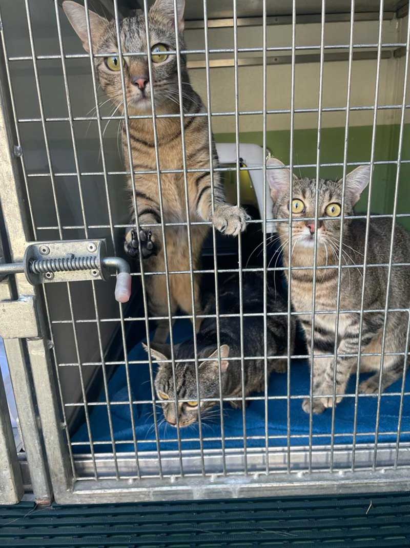 Elliot & brothers