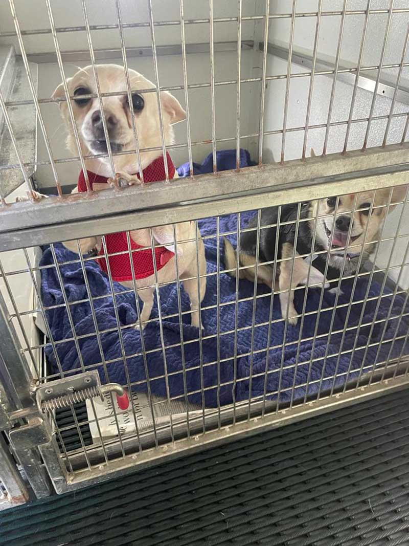 Irma & Ada