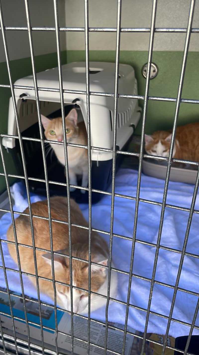 move 19 pets from France to England in a hurry : Maeve & daughters