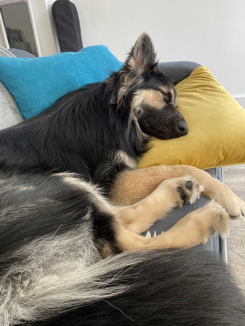 Taking Maui and Teddy to Sweden : Maui very relaxed
