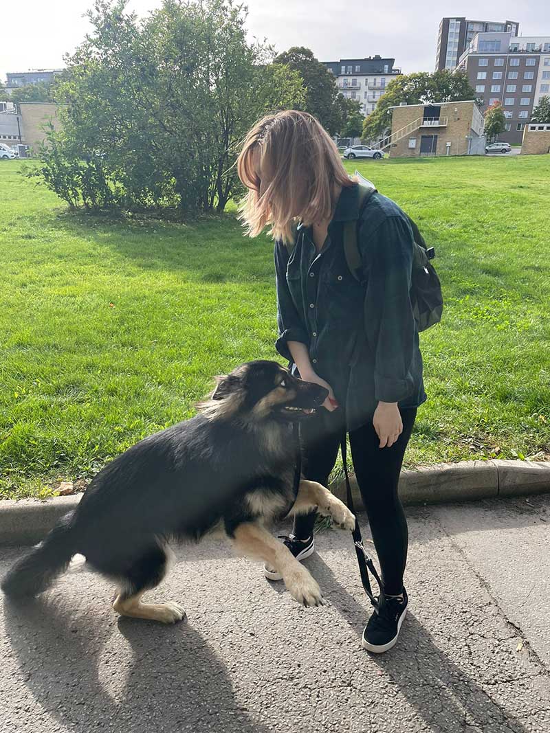 Taking Maui and Teddy to Sweden : Maui overjoyed to see Amy in Stockholm