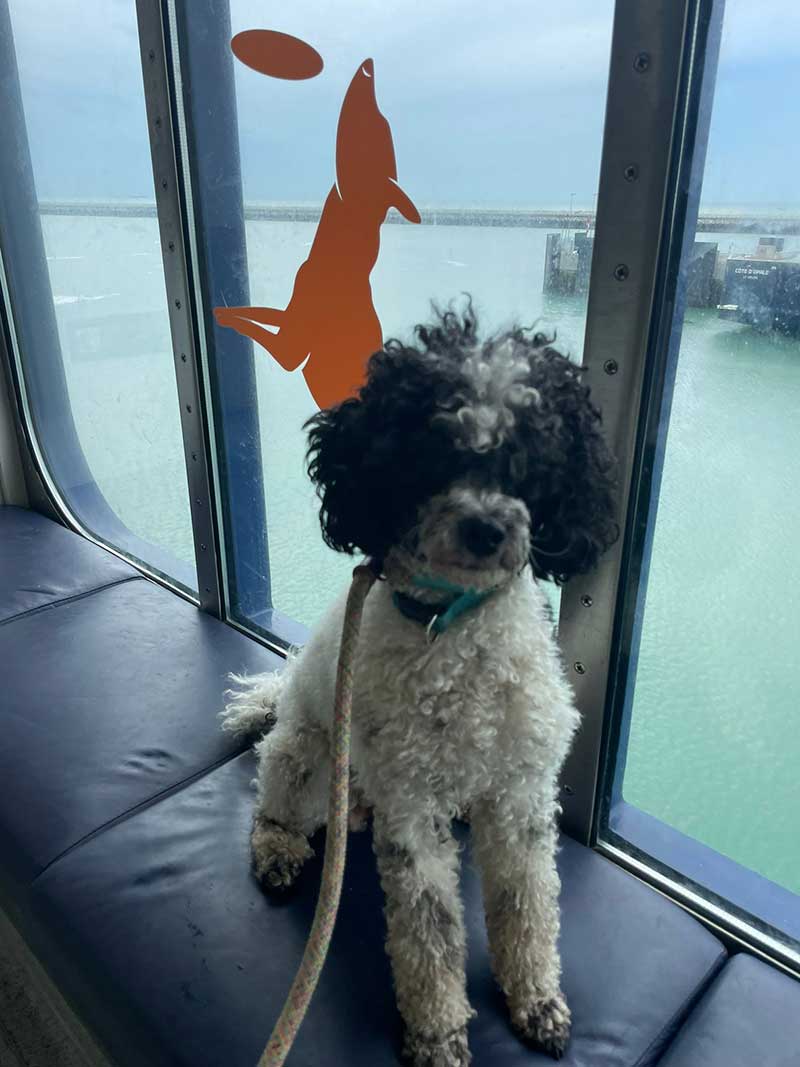 Enjoying the onboard pet lounge