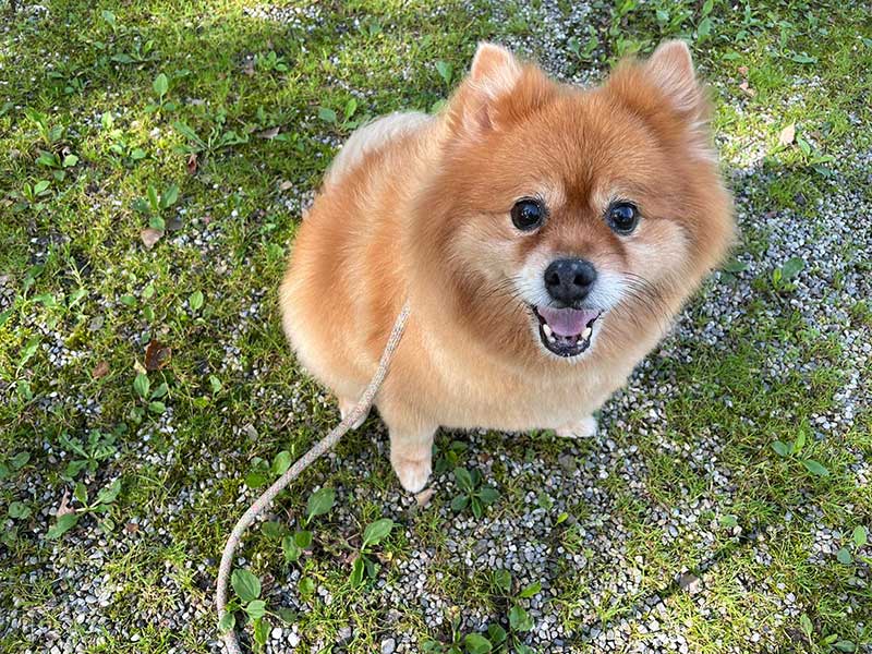 Taking Maui and Teddy to Sweden : Teddy enjoying a walk