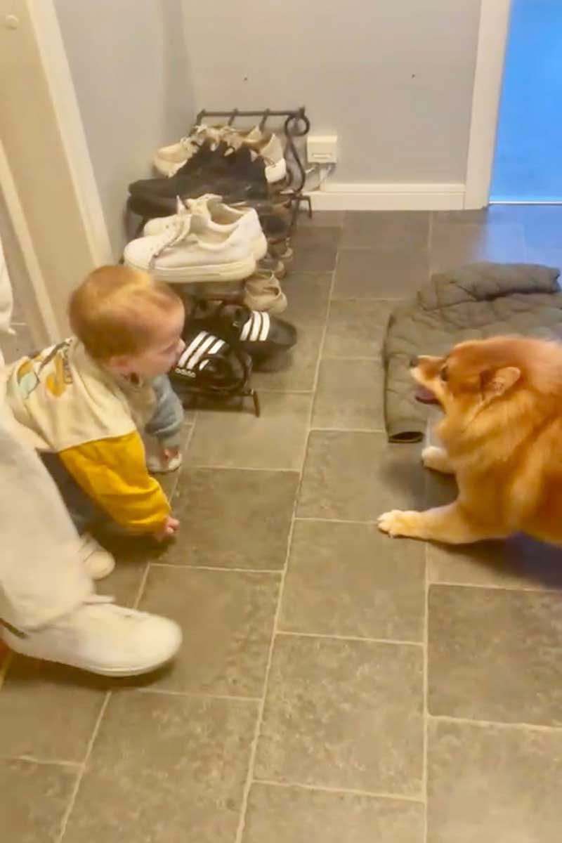 Taking Maui and Teddy to Sweden : Looks like everyone's in for plenty of fun!