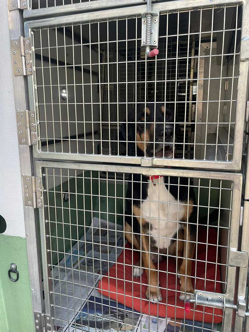 move 19 pets from France to England in a hurry : Teddy