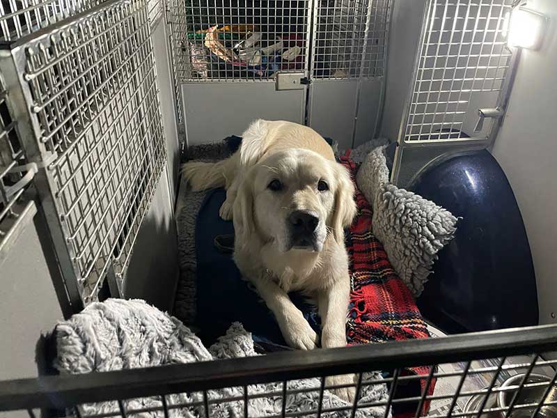 Odin comfortable in our van. He's quite a big boy so we made sure he had one of the larger bedrooms.