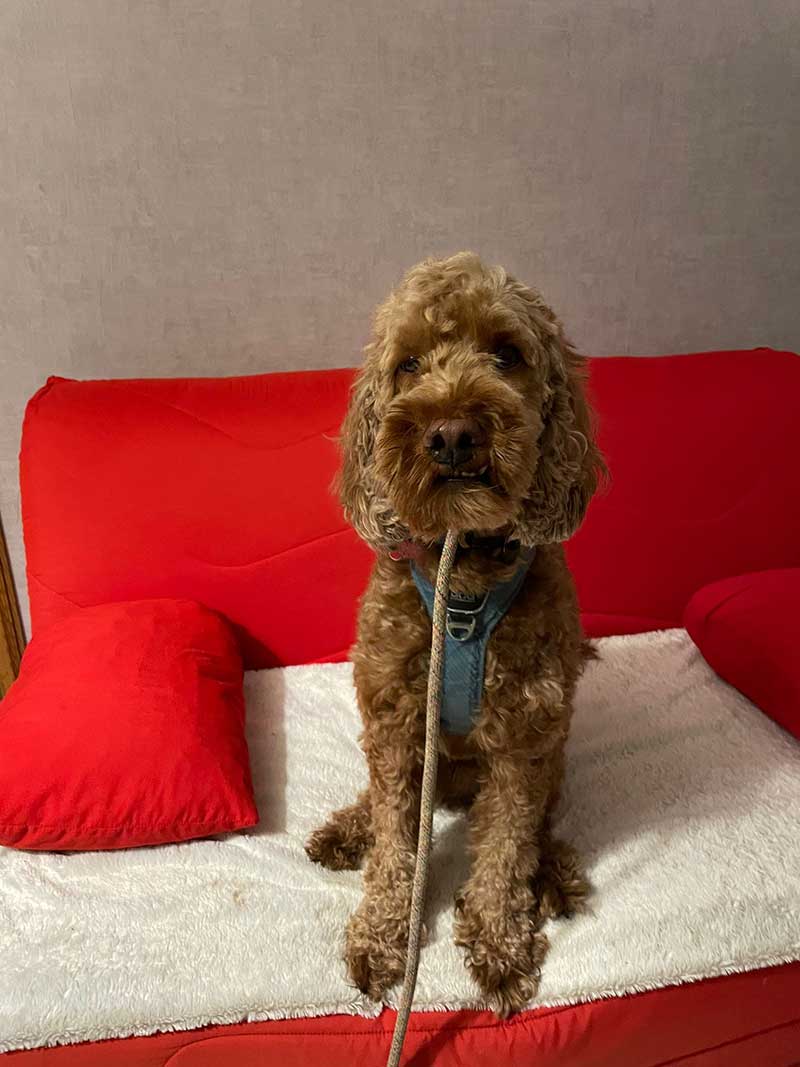 Phoenix knows how to strike a pose! On the couch in our hotel room in France.