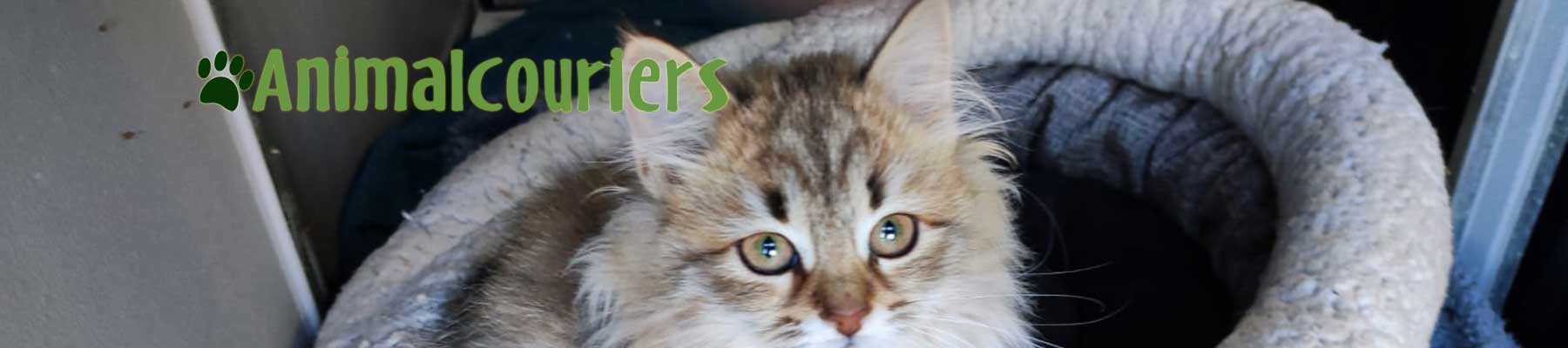 Siberian kitten