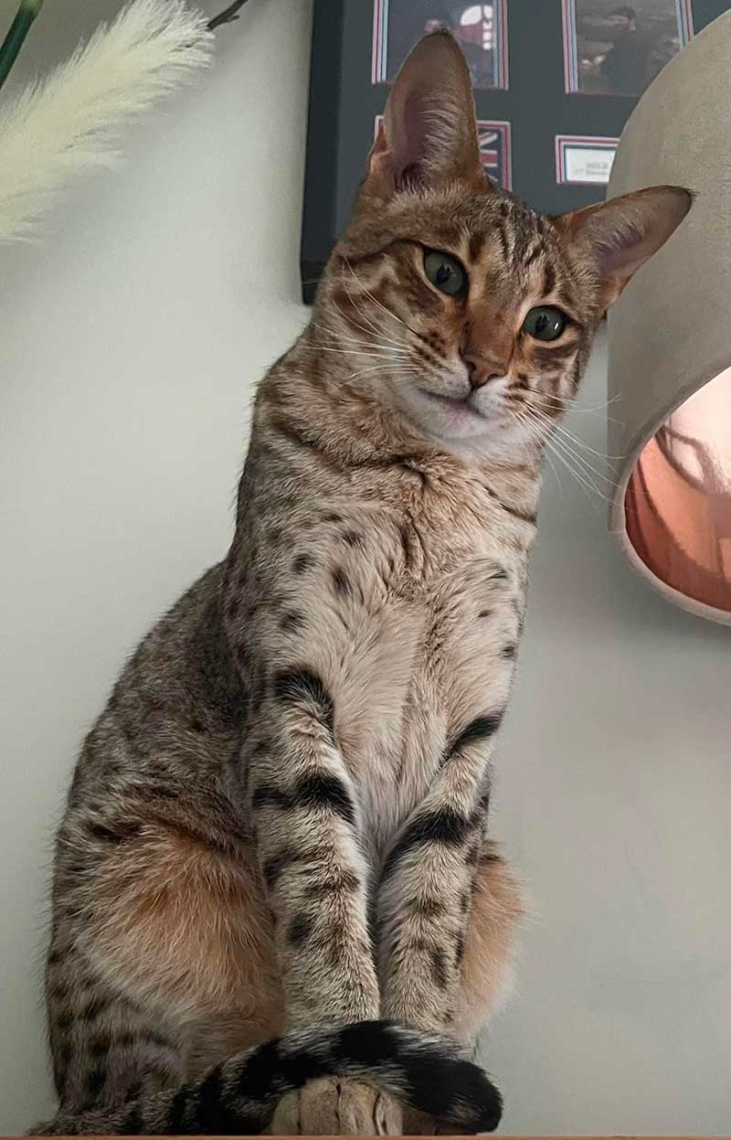 Handsome Alba