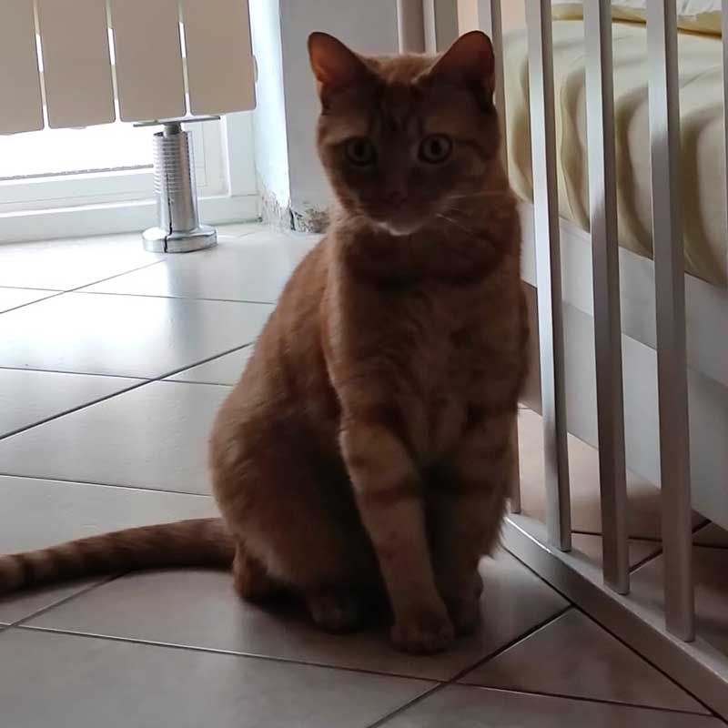 pet travels in Europe: Apollo