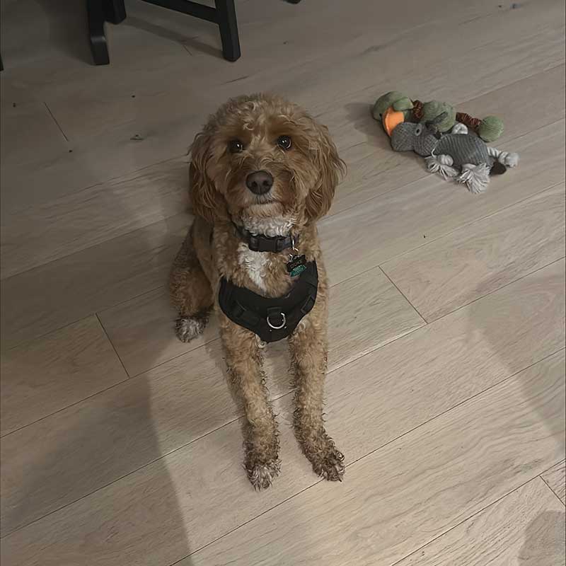 Duke from the US: Very cute Duke
