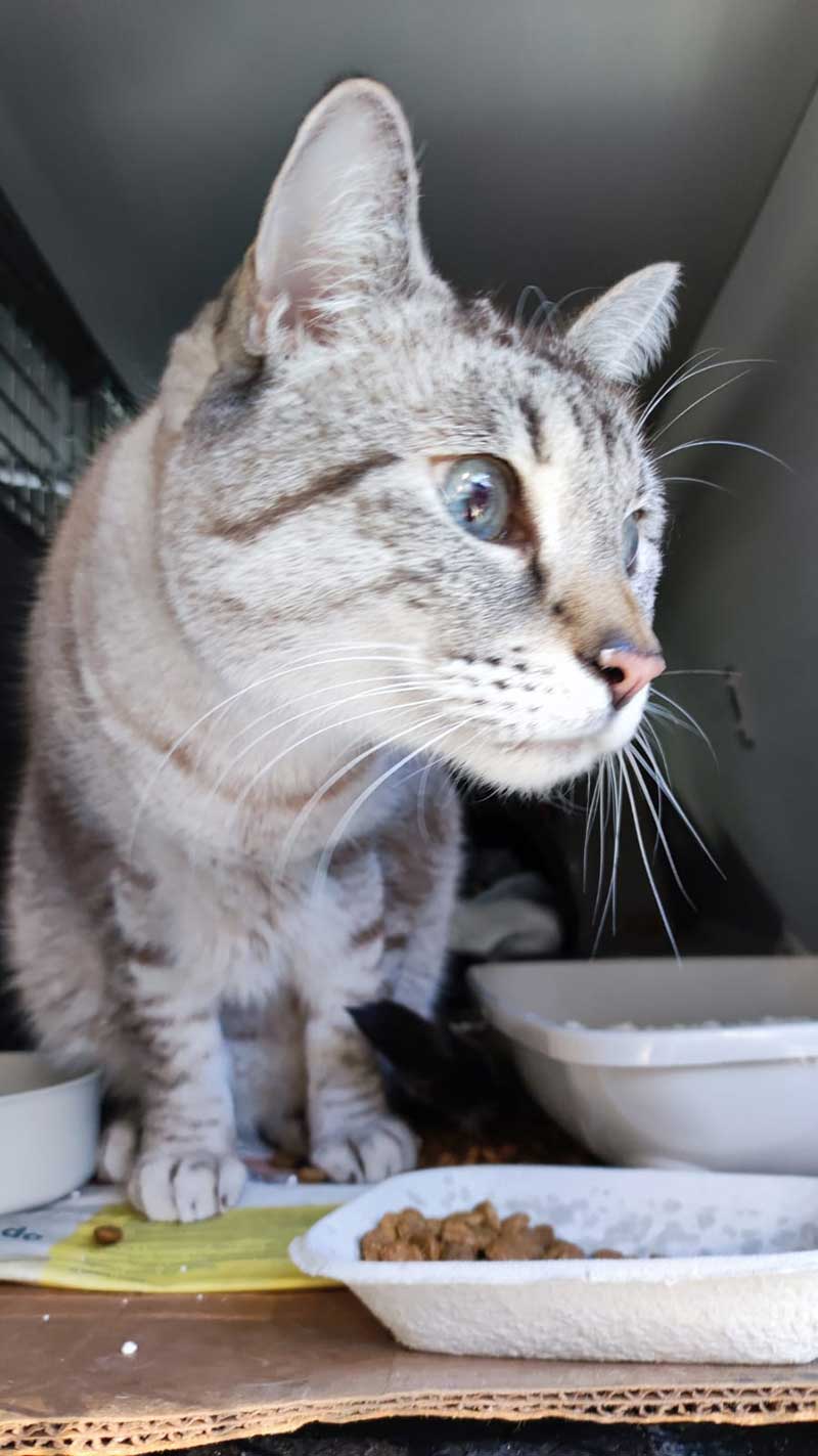 Handsome Fidget. a placid yet curious traveller