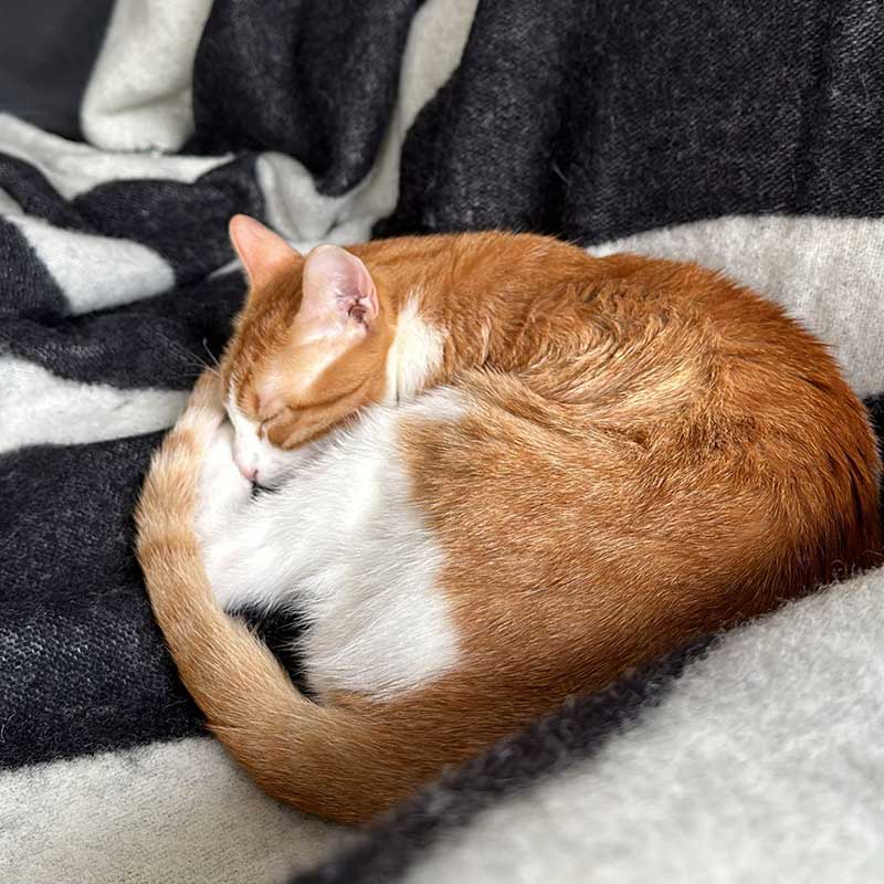 pet travels in Europe: Aptly named Garfield, relaxing at his new home