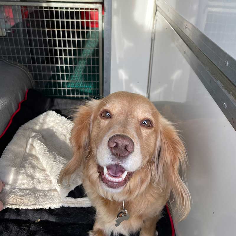 Nina on her way with us from Malaga to Perth in Scotland