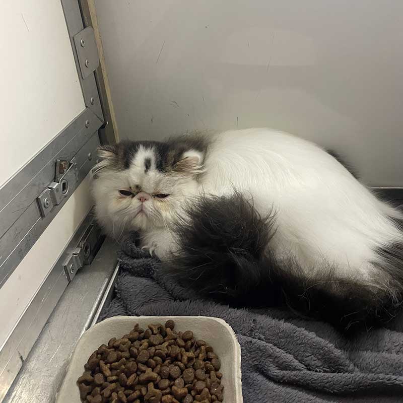 pet travels in Europe: Long awaited by owner John, fabulous floof Peppa travelled with us from the Portuguese capital, Lisbon, to Surrey, where John took over for the last leg to Lincolnshire