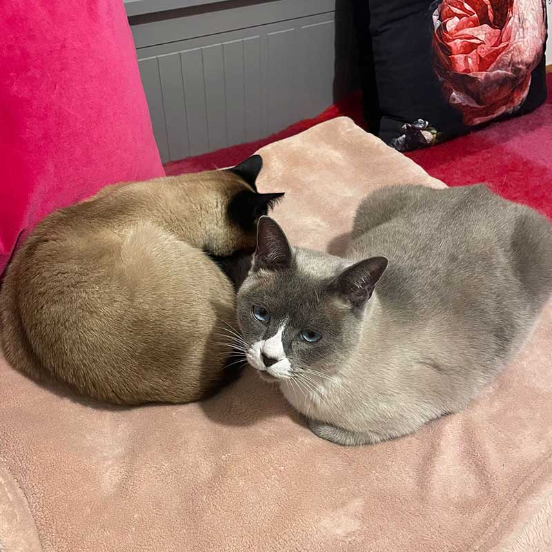 Polo and Squirt snuggled up at their new home
