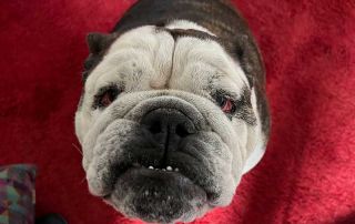Russell is quite the character — a fit and energetic dog who loves a long walk with lots of sniffing opportunities