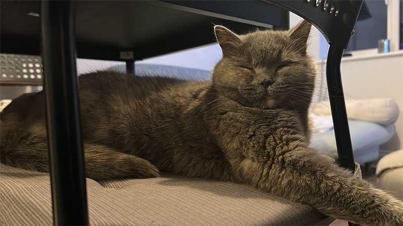 pet travels in Europe: Cute and cuddly Ruth, looking very comfortable at home