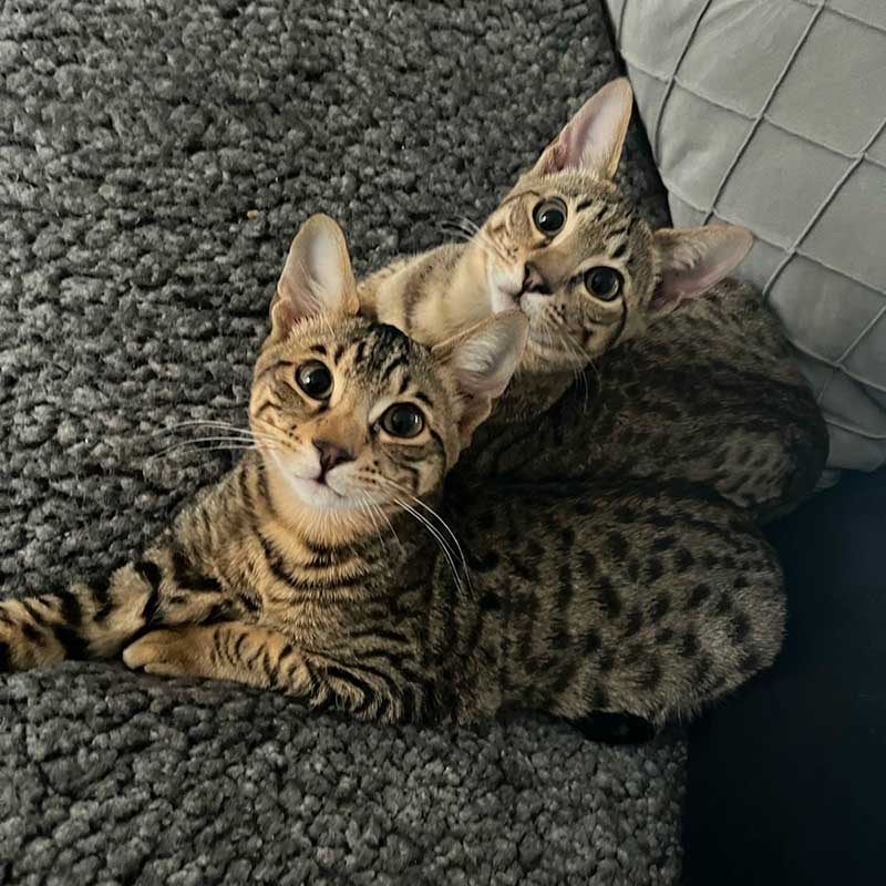A bonded pair
