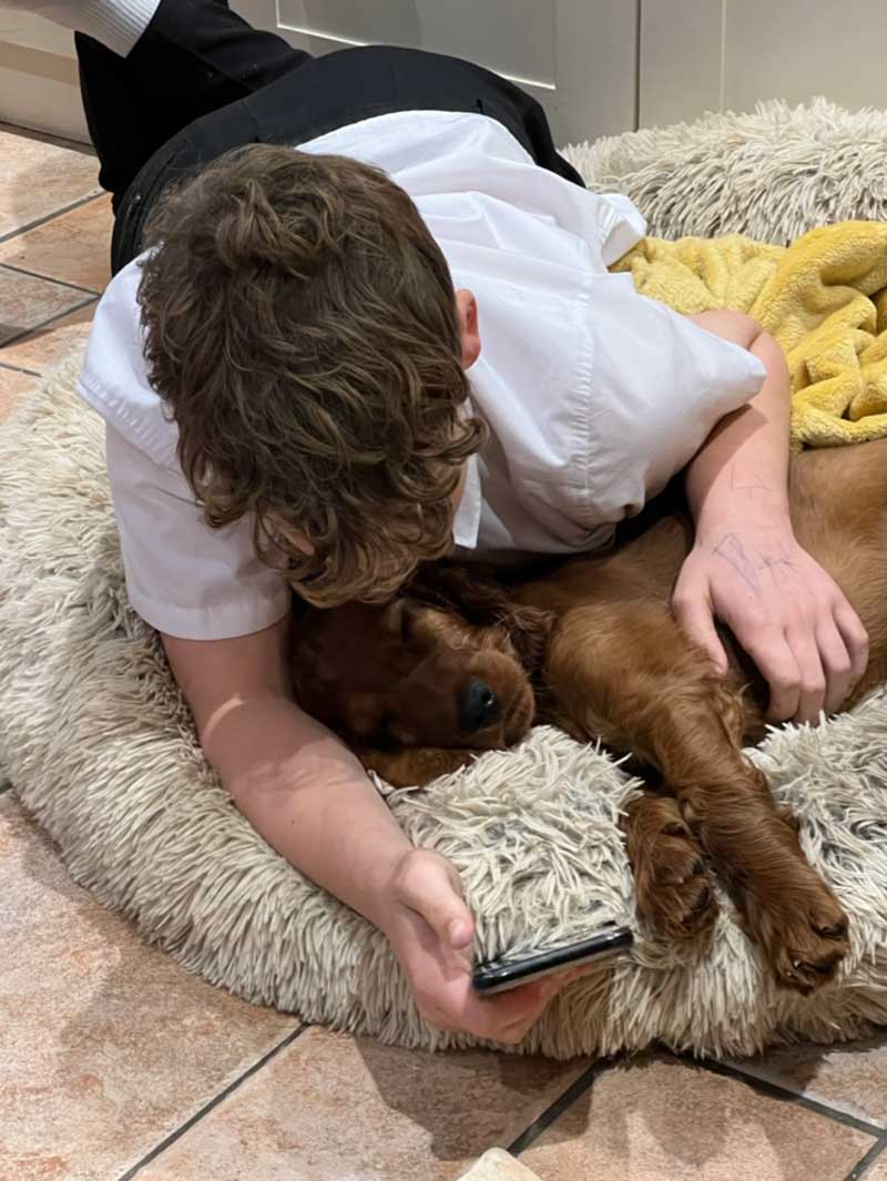 Setter puppy: The puppy homeboarded with us for 24 hours before his flight