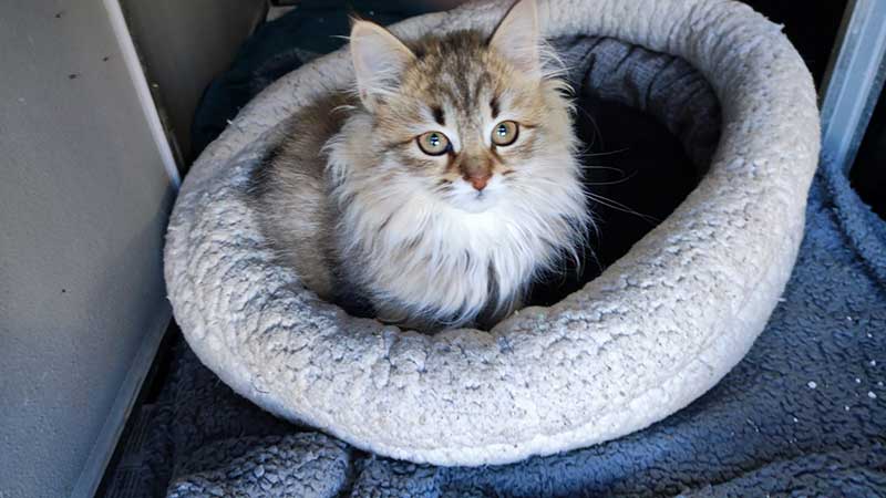 One of the very cute Siberian kittens