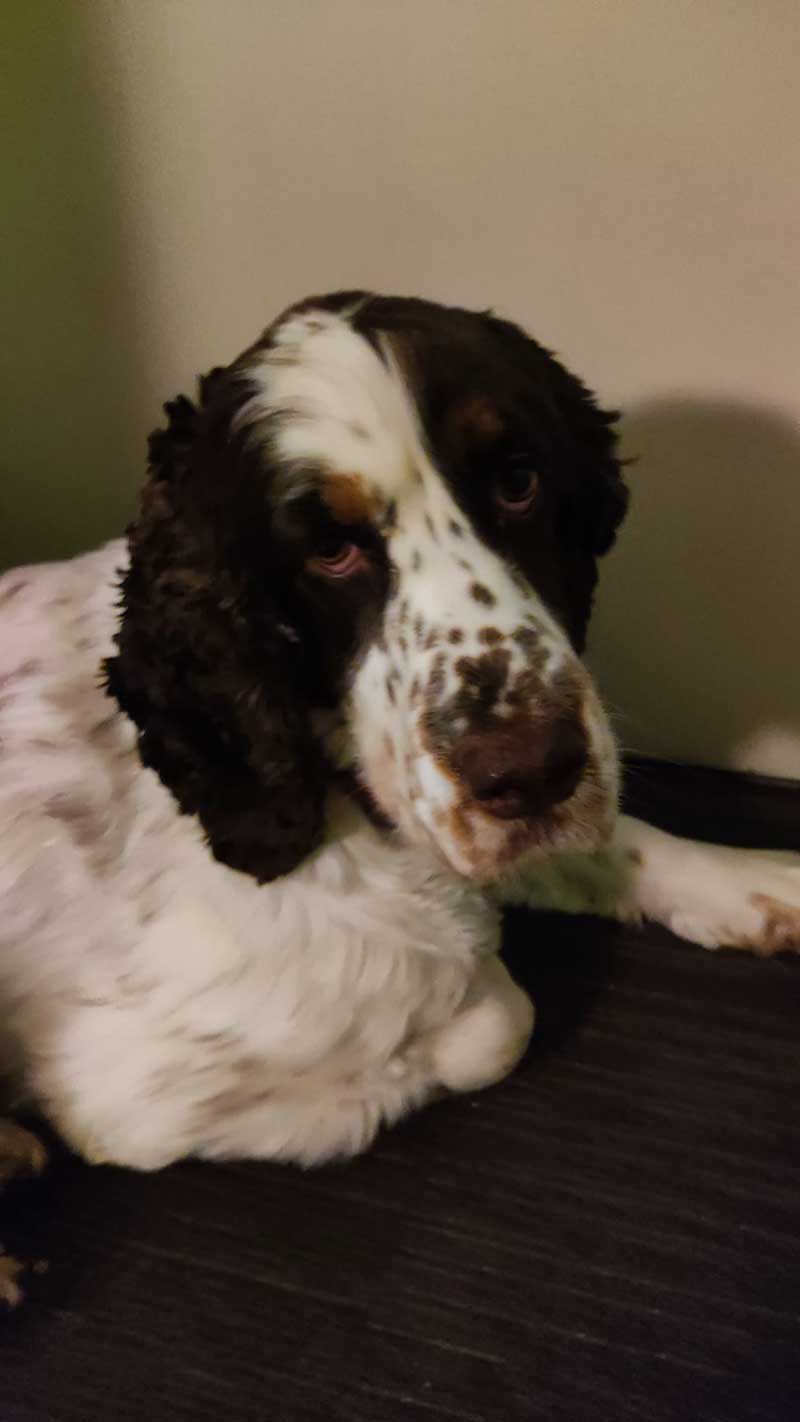 Skye's soulful look