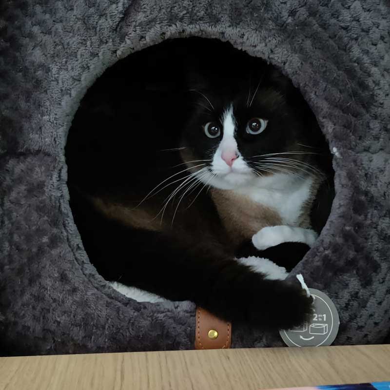 Tillian comfortable at home