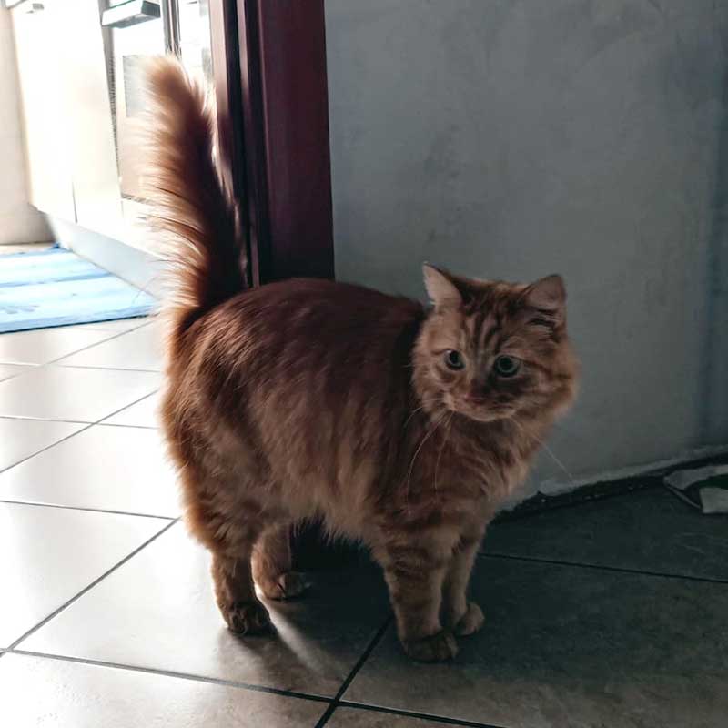 pet travels in Europe: Zeus