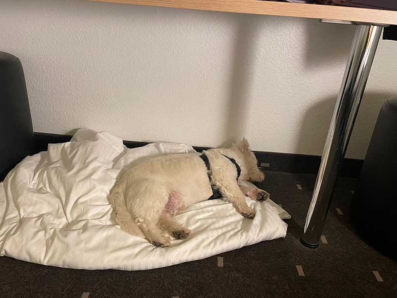 Bailey sleeping comfortably in our hotel room near Liège, Belgium