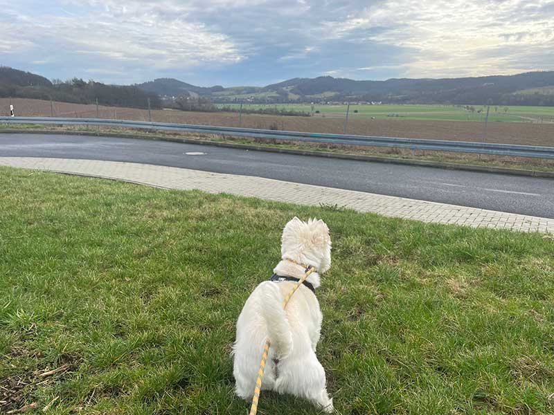 A walk with Bailey in Germany near the Czech border