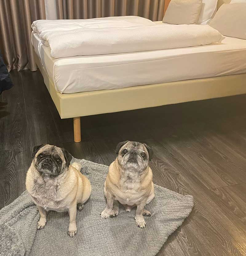 So well behaved at our hotel in Stuttgart
