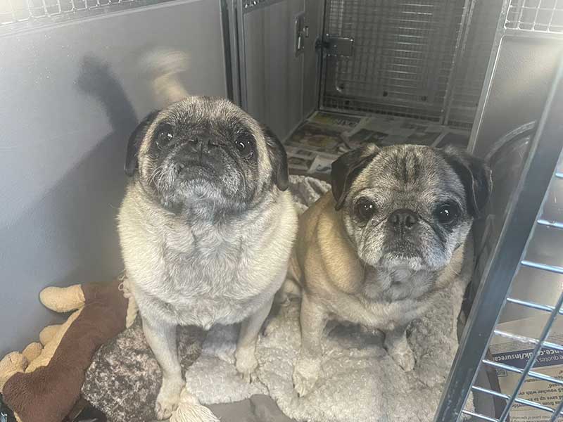 Macy and Mojo happily settled in our van with their favourite toys