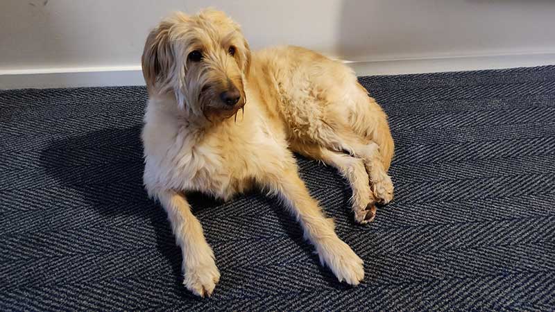Dogs and cats travelling: Maia was a very calm and collected passenger — here she is in our hotel room at Holyhead, before catching the ferry to Ireland