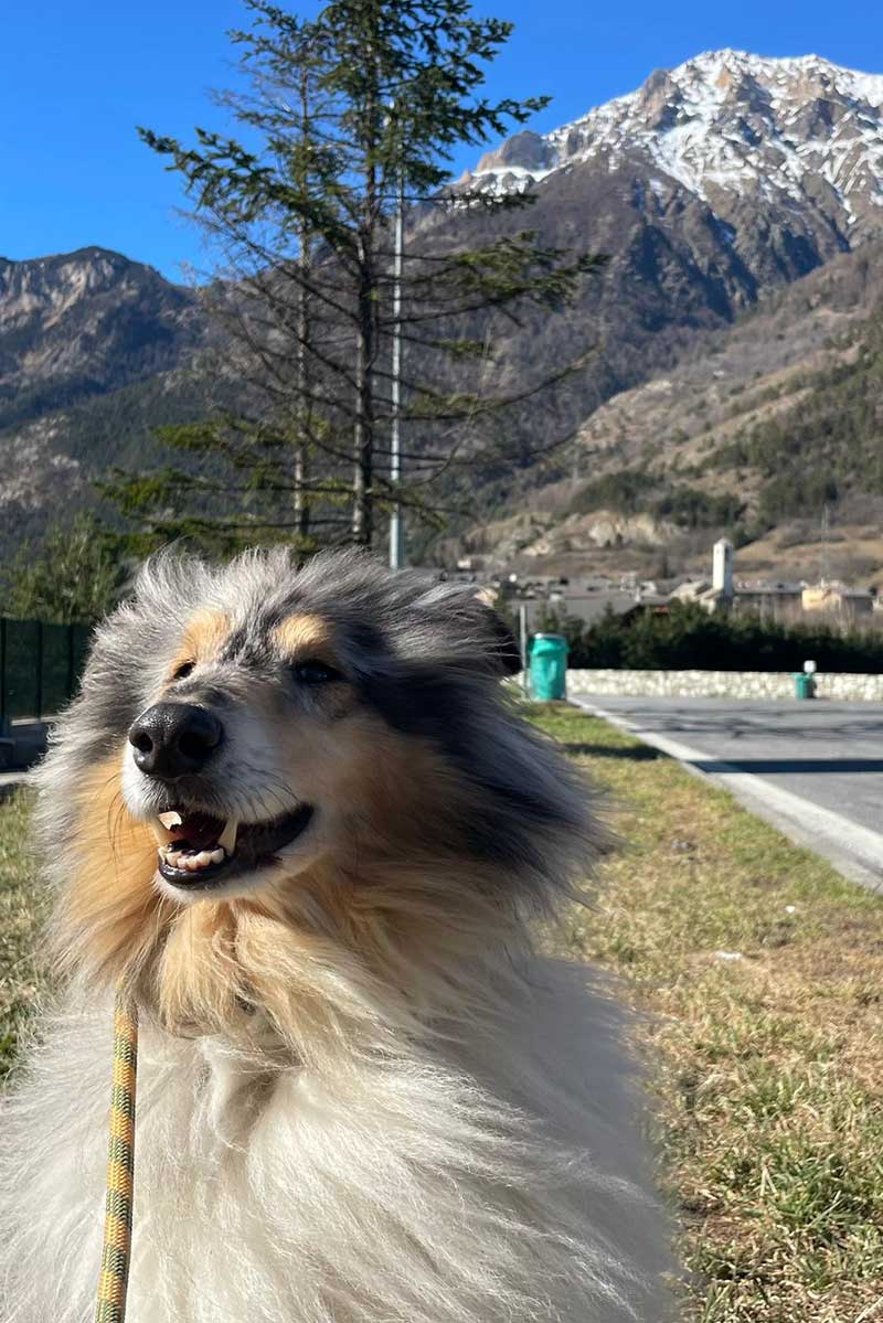 Stopping for a break near the Italian end of the Fréjus Tunnel. Quincy sure knows how to strike a pose!