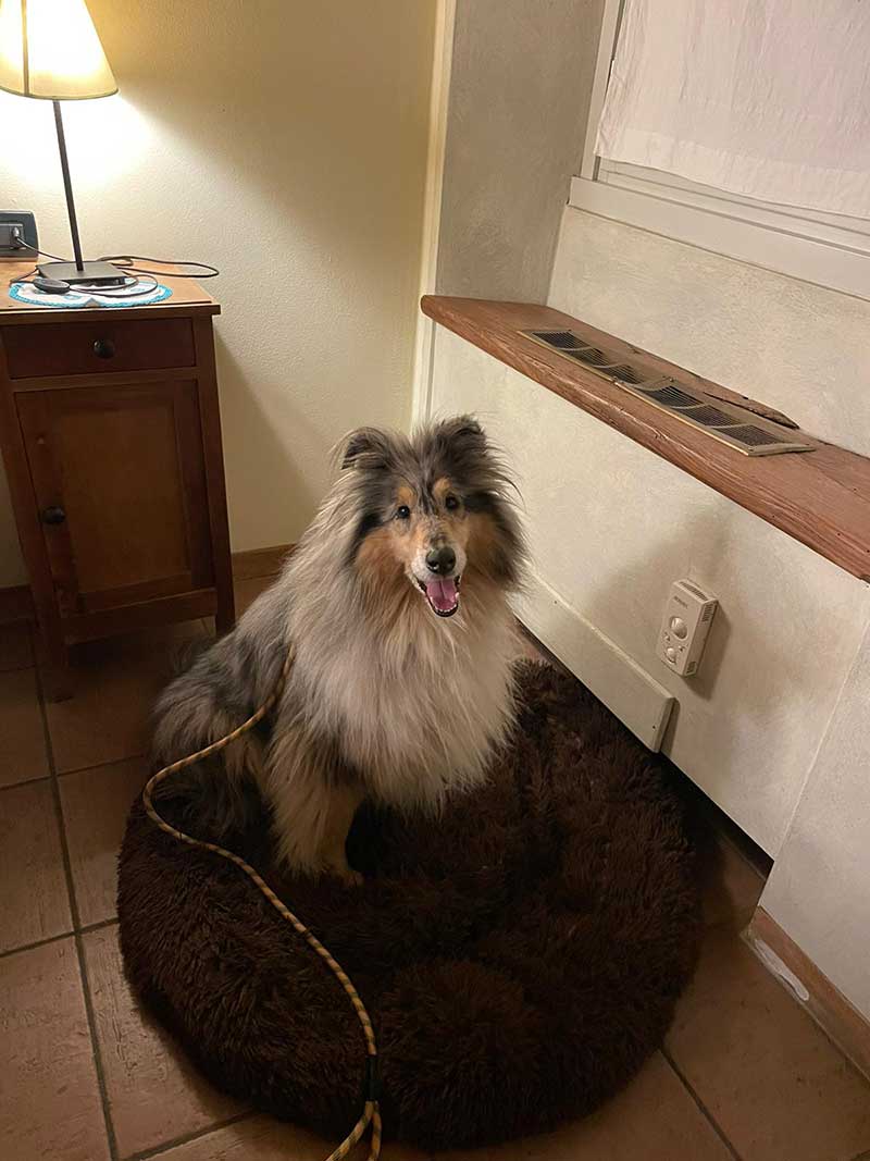 Quincy came with his own bed