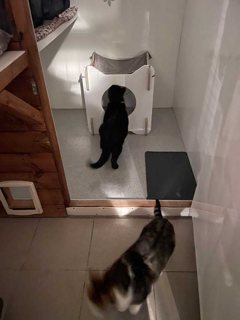 We delivered Sooty and Prisca to Ranpura Farm Cattery in Kent, where they waited for Anne and Peter to arrive.