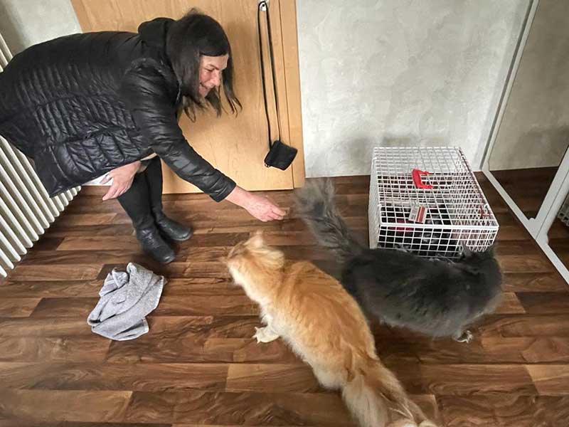 Andrea and the cats were excited to be reunited in Austria, and the cats were soon out and about exploring their new home