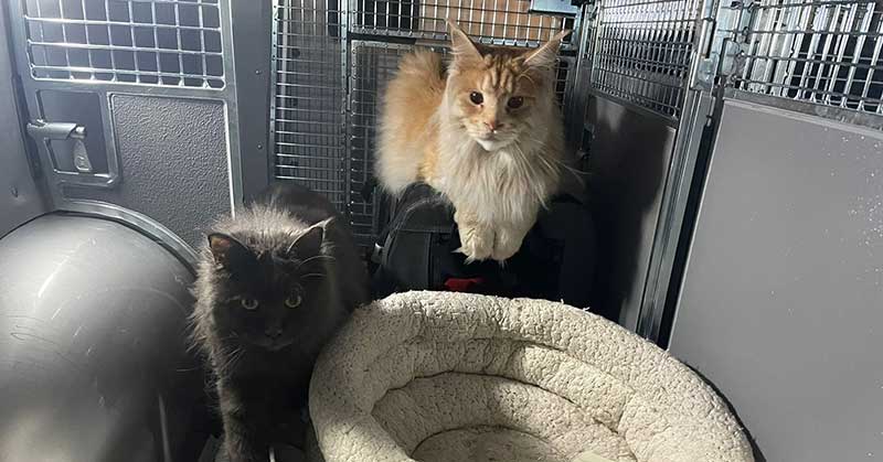 Leelu (L) and Tau (R). A magnificent duo, who settled in well for the trip.