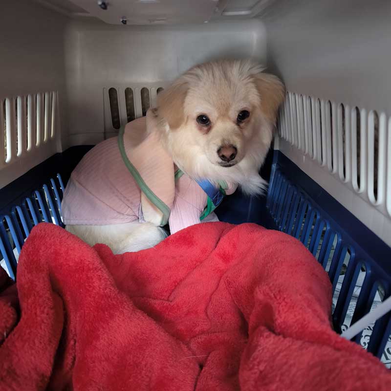 South Korea: Little Eddie, a Dachshund mix, wasn't so confident at first, preferring to stay in his travel crate inside his bedroom
