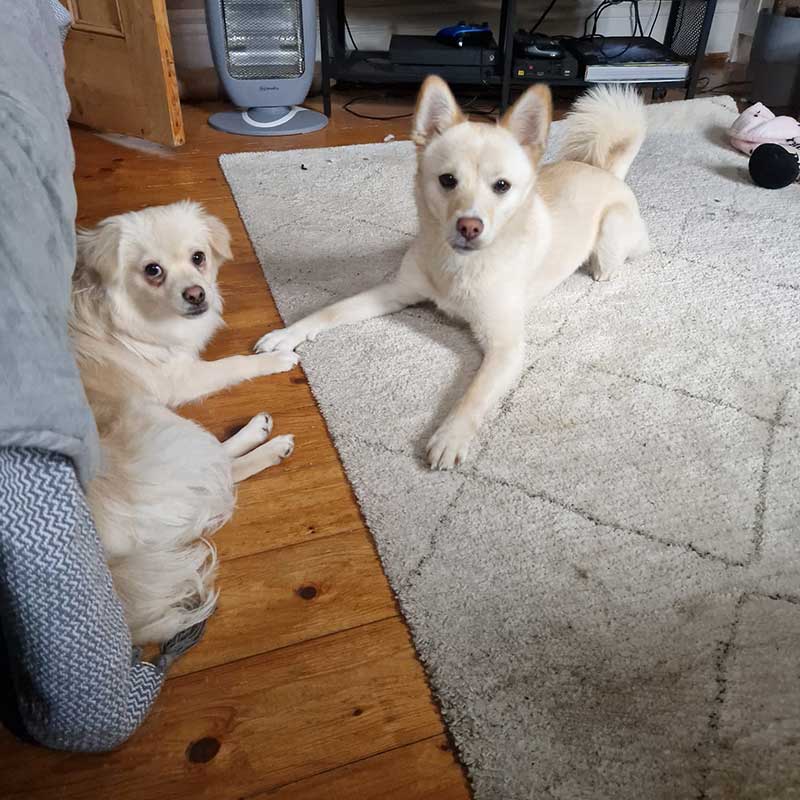 Harriet also sent photos: here's a much more relaxed Eddie, hanging with his housemate, also a rescue