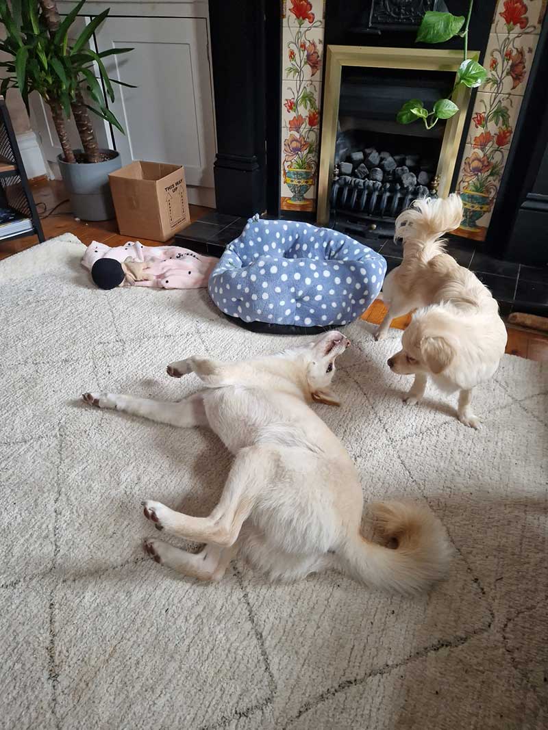 A playful moment