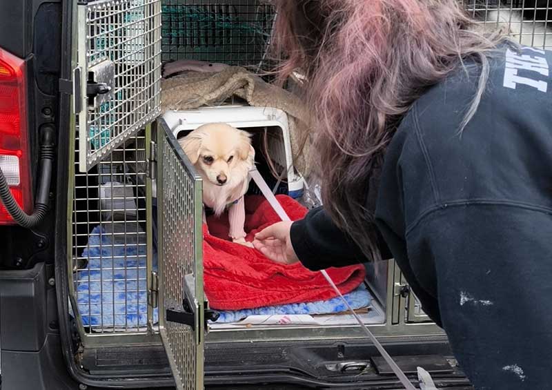 South Korea: Both dogs' new owners came to collect them near our Surrey base. Eddie was still feeling somewhat shy...