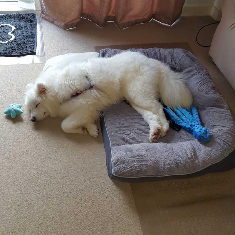All tuckered out after a good walk