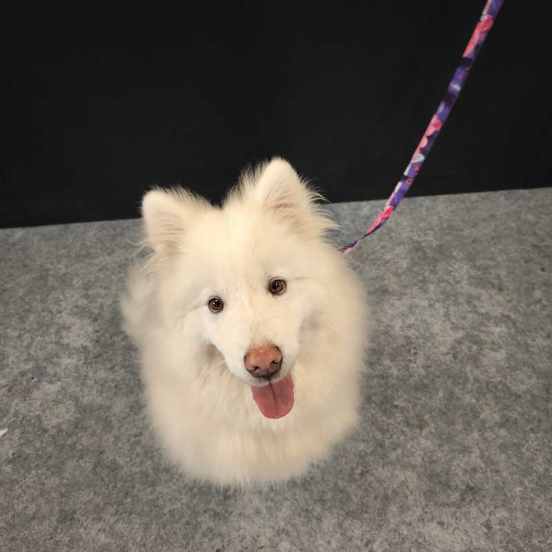 Posong is such a fluffy fellow!