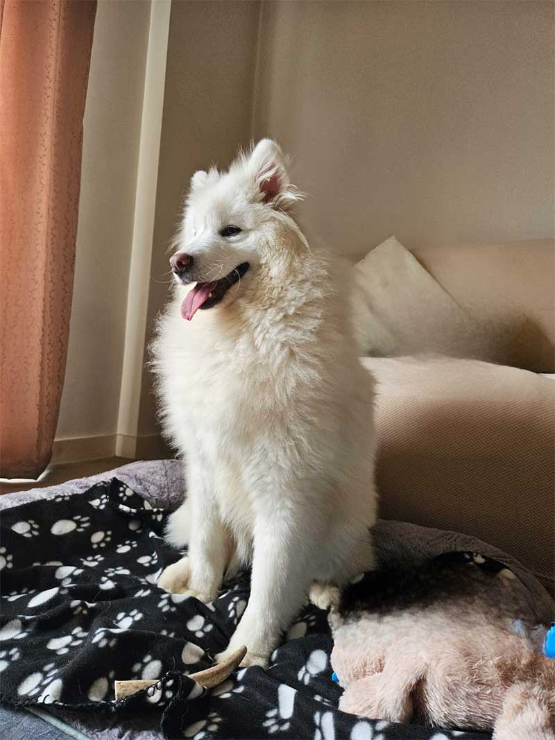 Asha sent some lovely photos of Posong at his new home...what a handsome chap