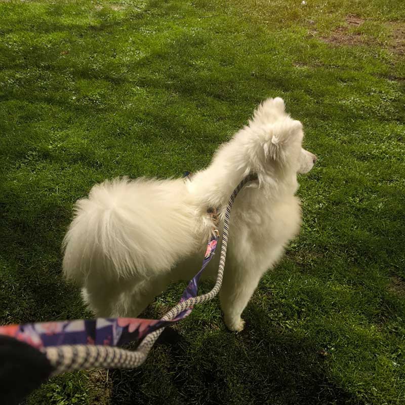 South Korea: Friendly Samoyed Posong was pleased to stretch his legs at the first opportunity